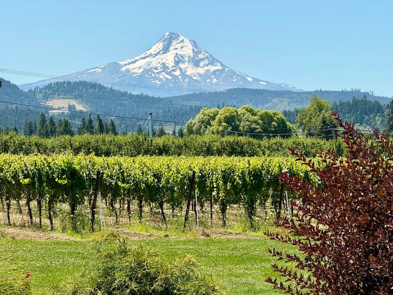 Tasting Time at Mt Hood Winery
