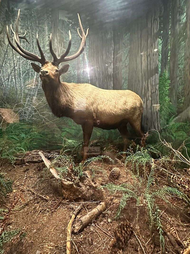 Taxidermy That Steals the Show
