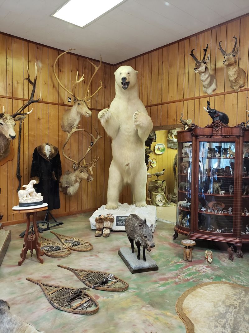 Taxidermy, a Polar Bear, and the Nature Center