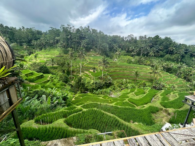 Tegalalang Rice Terraces, Bali Tegalalang Rice Terraces, Bali