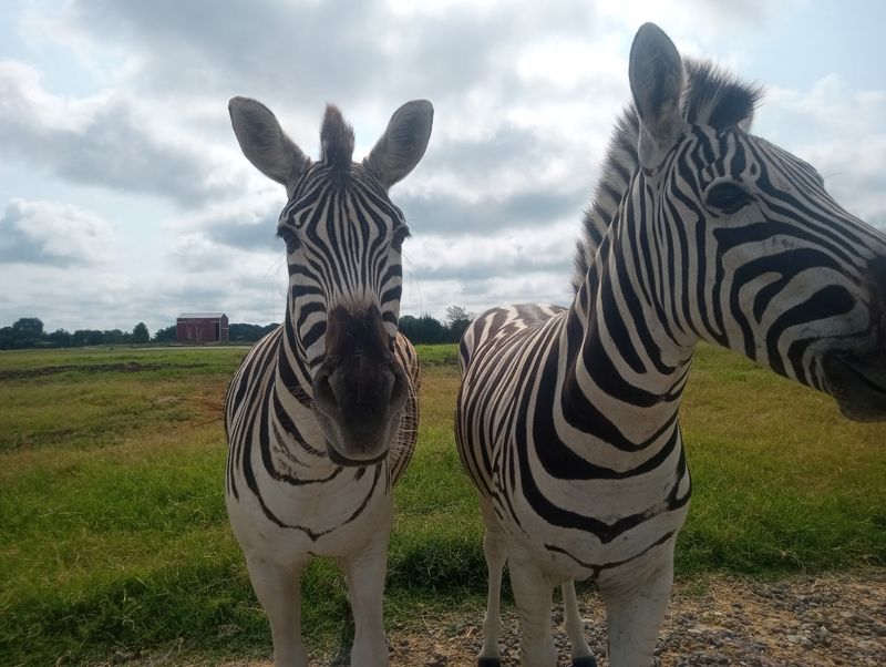 Tennessee Safari Park, Alamo, TN