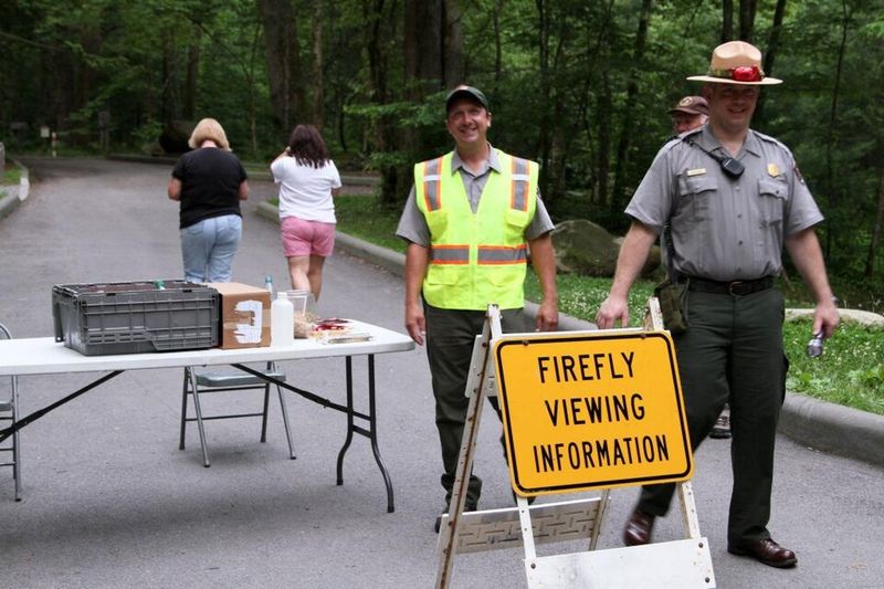 Tennessee: Synchronous Firefly, Great Smoky Mountains National Park, Tennessee Tennessee: Synchronous Firefly, Great Smoky Mountains National Park, Tennessee