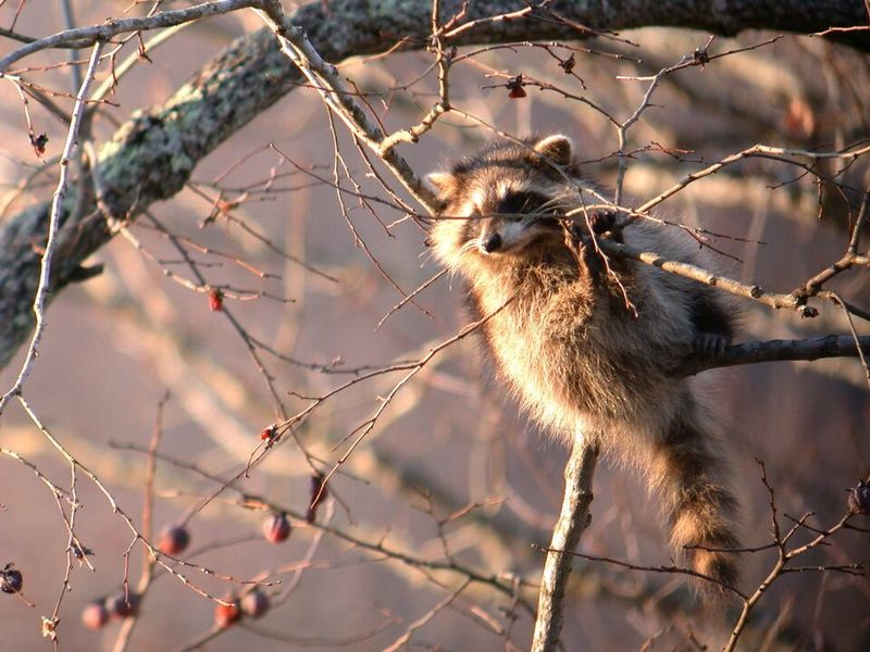 Tennessee's Official State Wild Animal Tennessee's Official State Wild Animal