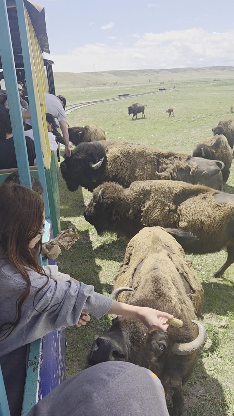 Terry Bison Ranch Resort, Cheyenne, Wyoming
