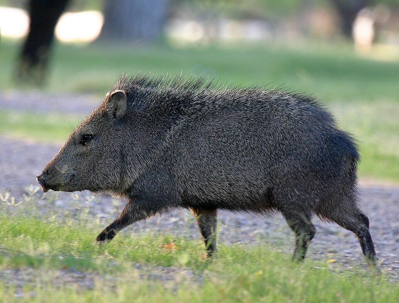Texas: Javelina, Big Bend National Park, Texas Texas: Javelina, Big Bend National Park, Texas
