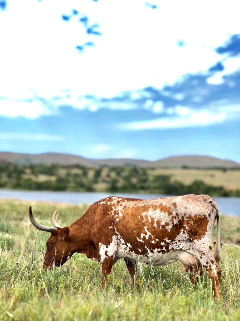 Texas Longhorns Among the Granite Texas Longhorns Among the Granite