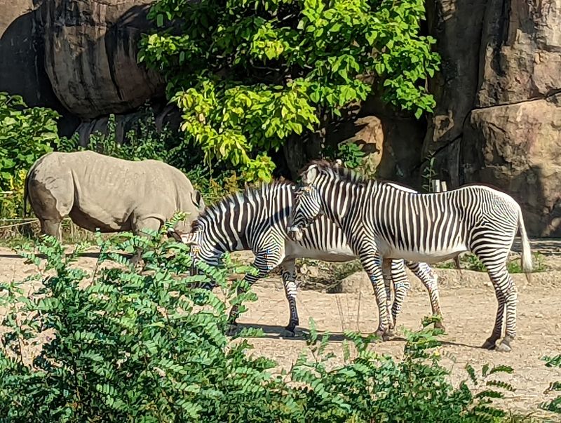 The Africa Exhibit's Big Surprises