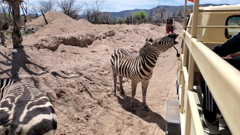 The African Bush Safari Ride