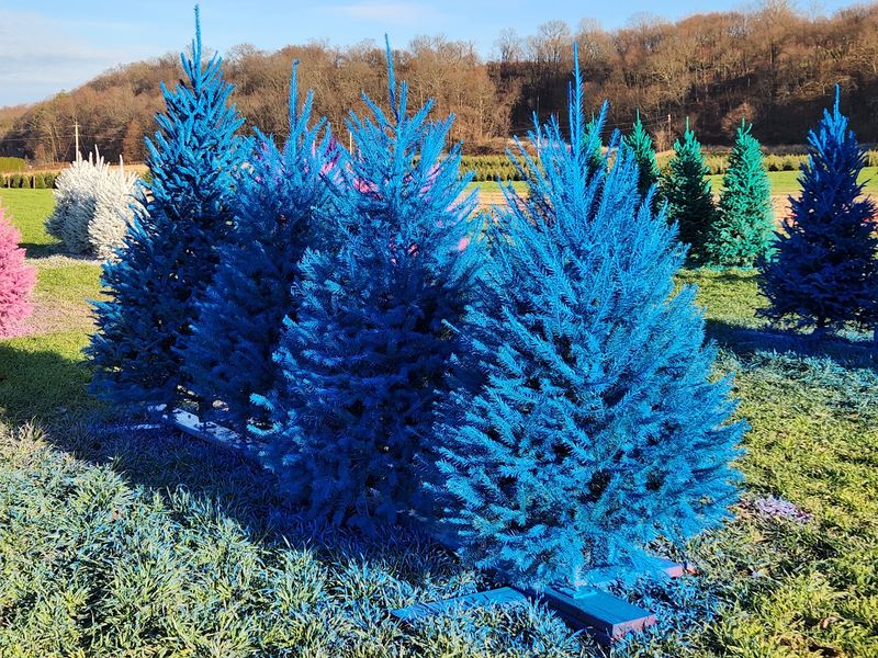The Art Behind a Premium Sheared Tree The Art Behind a Premium Sheared Tree