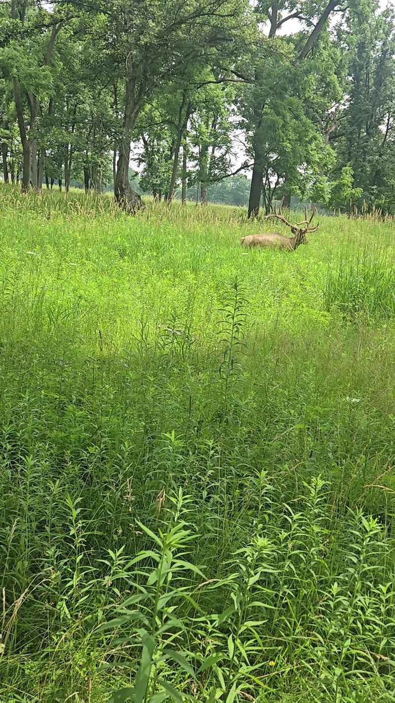 The Art of Spotting a Hidden Elk