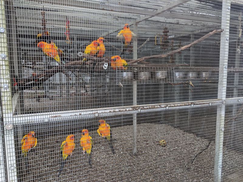 The Birdmother and Her Team