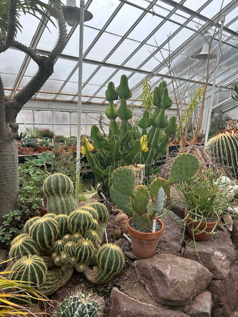 The Cactus Room Steals the Show