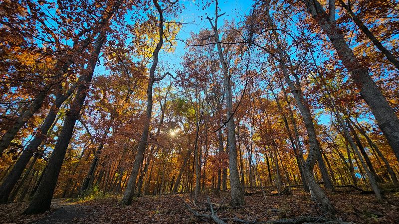 The Calm of an Oak-Hickory Forest