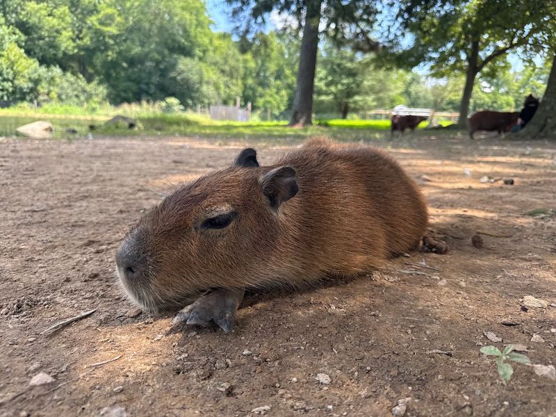 The Capybara Experience Everyone Talks About