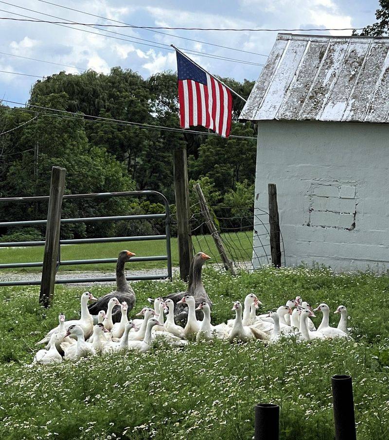 The Chance to Ask About the Farm The Chance to Ask About the Farm