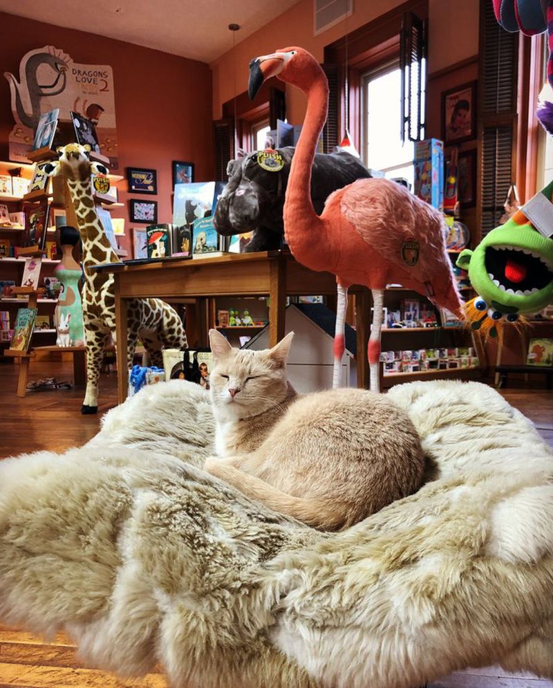 The Charm of Bookstore Cats
