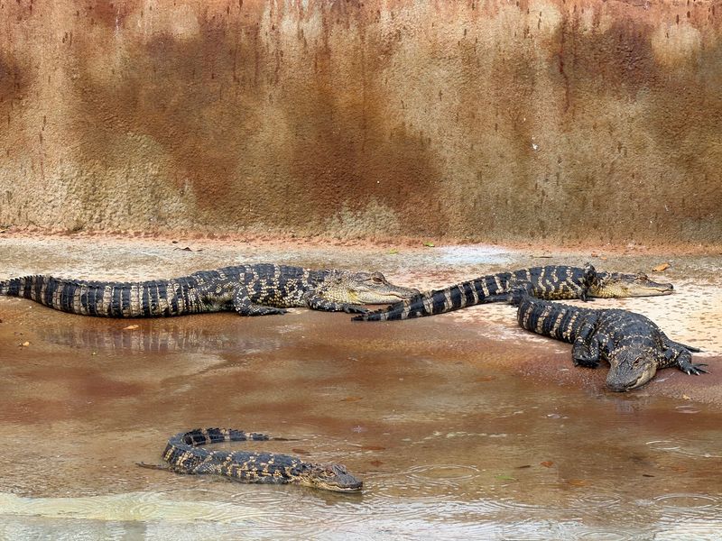 The Combo Day: Swamp Buggy, Gator Show, and Sanctuary