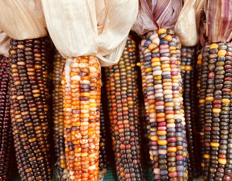 The Corn Maze Challenge The Corn Maze Challenge