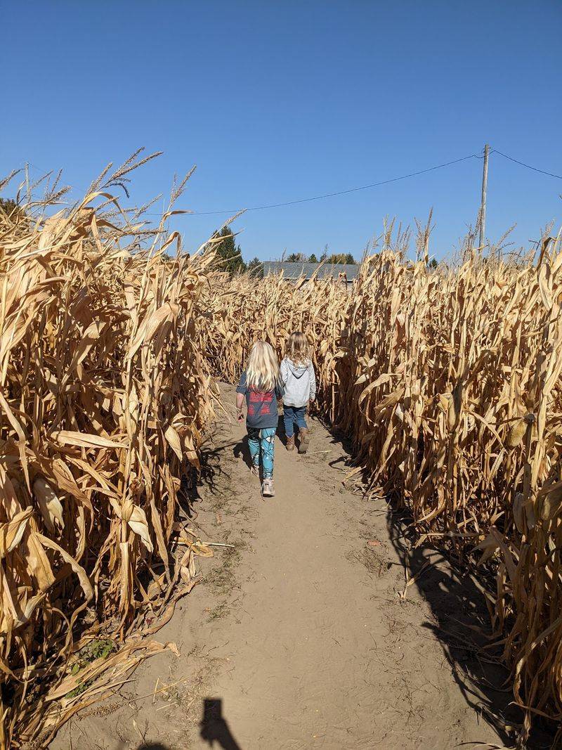 The Corn Maze Comes With a Crayon The Corn Maze Comes With a Crayon