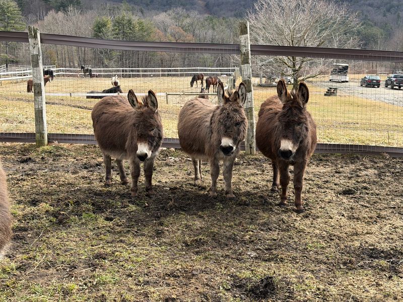 The Donkey Trek Surprise