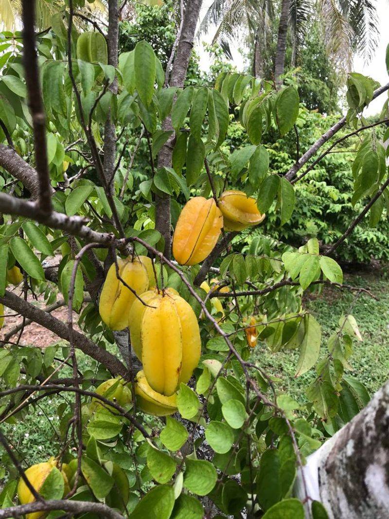 The Fallen Fruit Rule Everyone Talks About The Fallen Fruit Rule Everyone Talks About