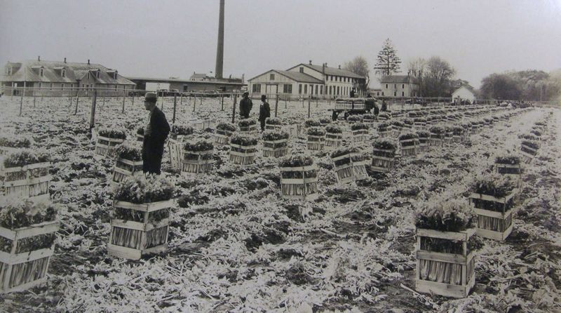 The Farm That Grew Into a Melting Pot