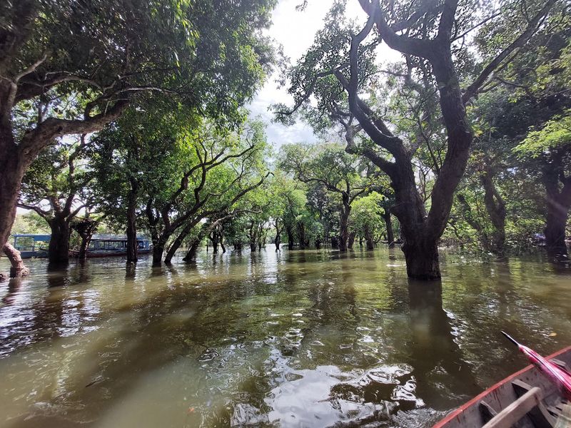 The Flooded Forest The Flooded Forest