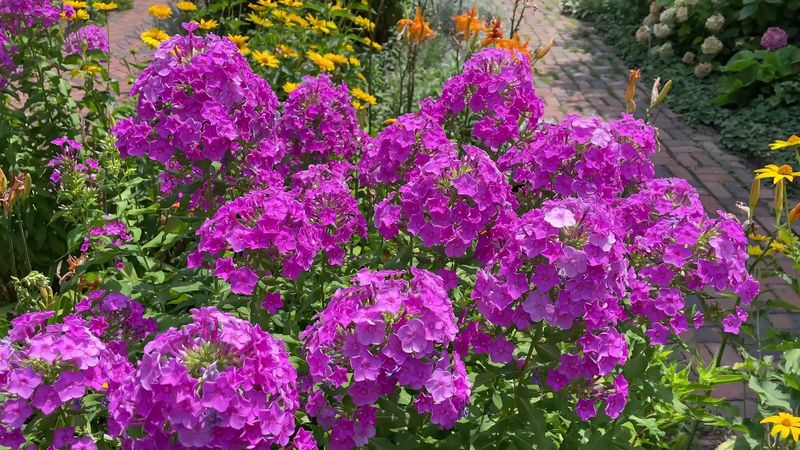 The Garden That Steals the Show