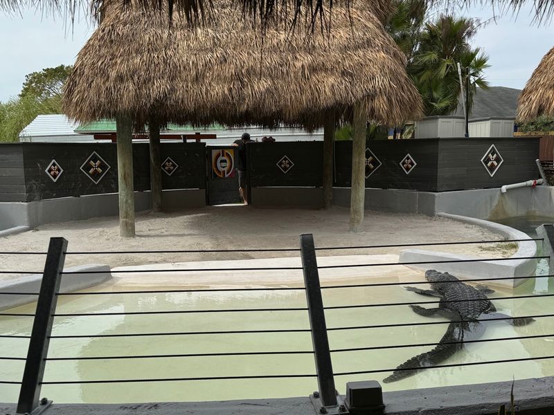 The Gator Show That Steals the Whole Afternoon