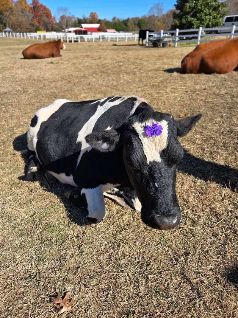 The Gentle Barn