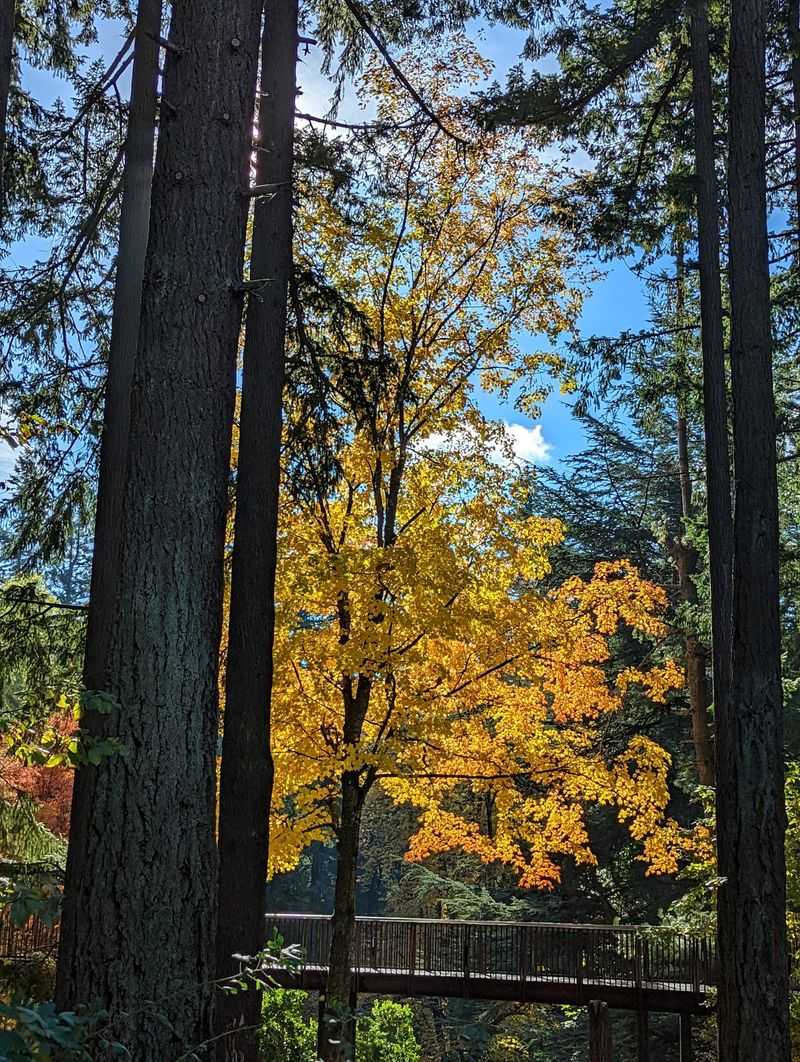 The Giant Ginkgo by the House