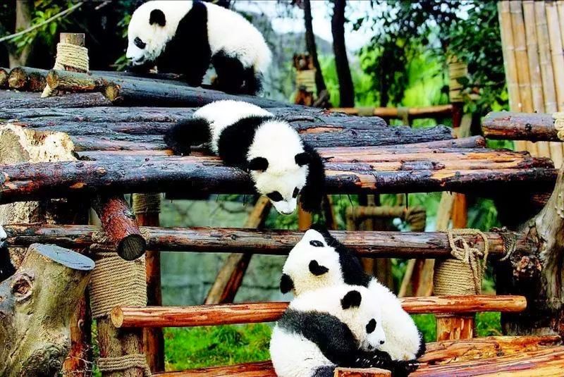 The Giant Panda Research and Breeding Centers of Sichuan The Giant Panda Research and Breeding Centers of Sichuan
