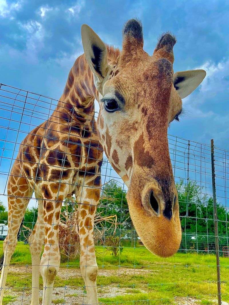 The Giraffe Finale