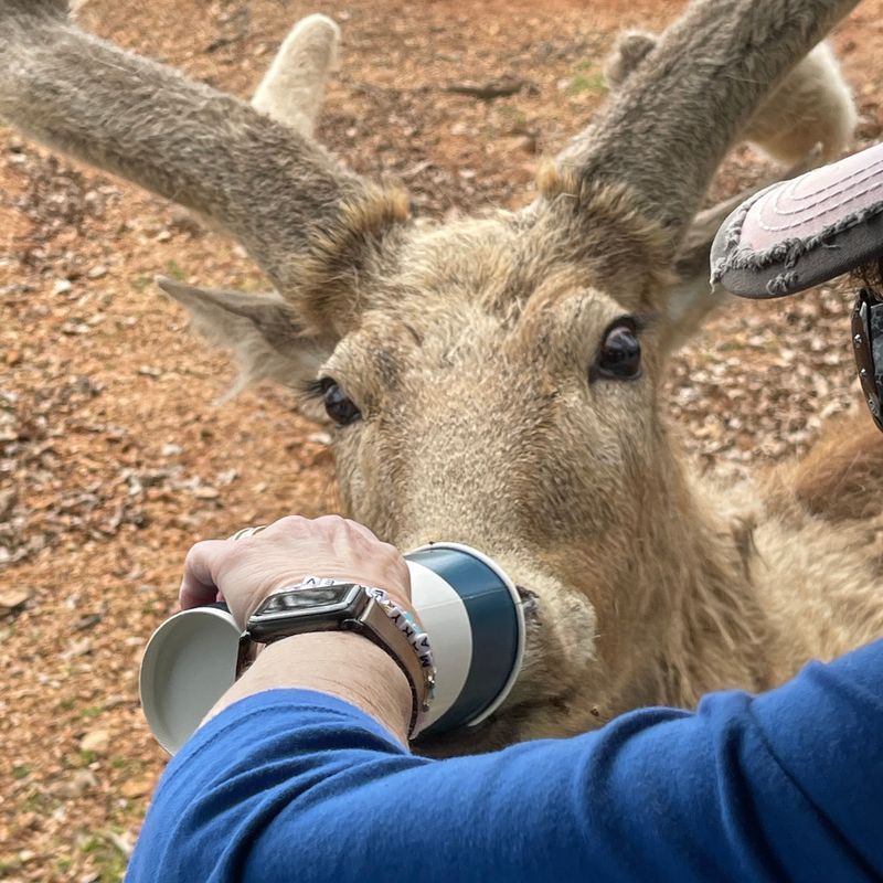 The Golden Rule of Feed Cups