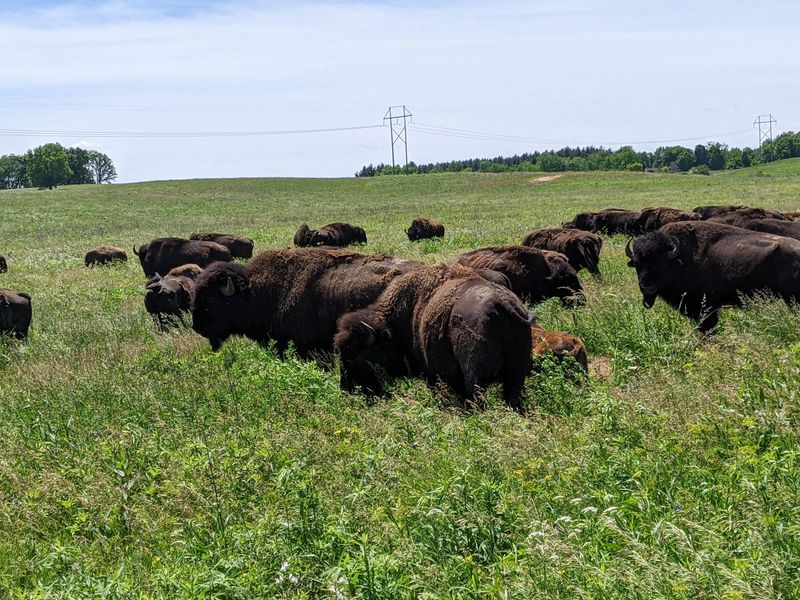 The Herd That Steals the Show The Herd That Steals the Show