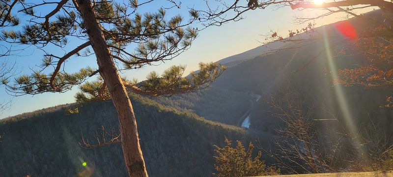The Lone Pine That Left the Skyline