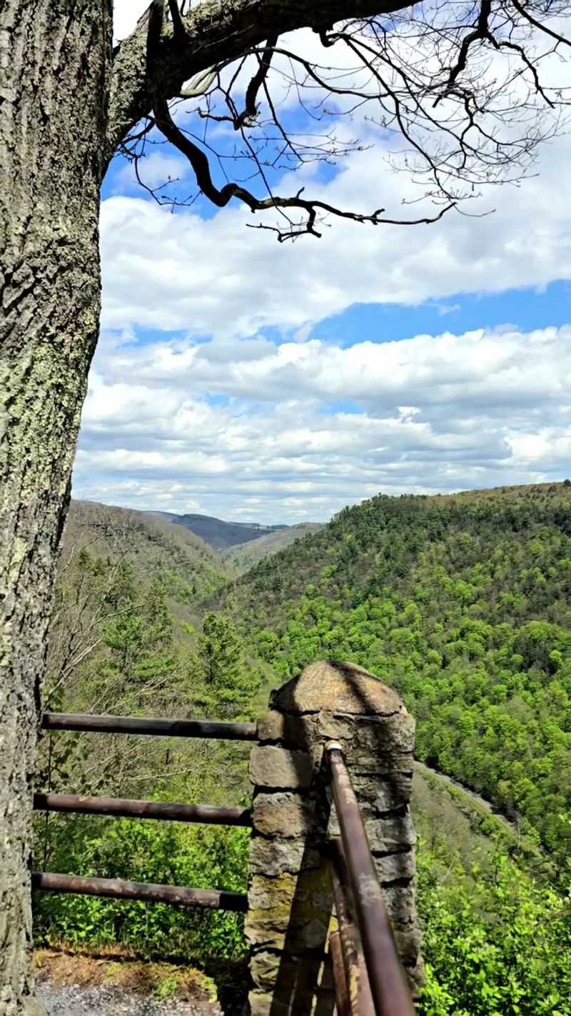 The Moment the Trees Part
