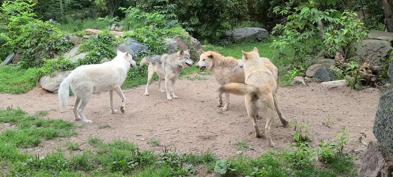The Pack Living Behind The Glass