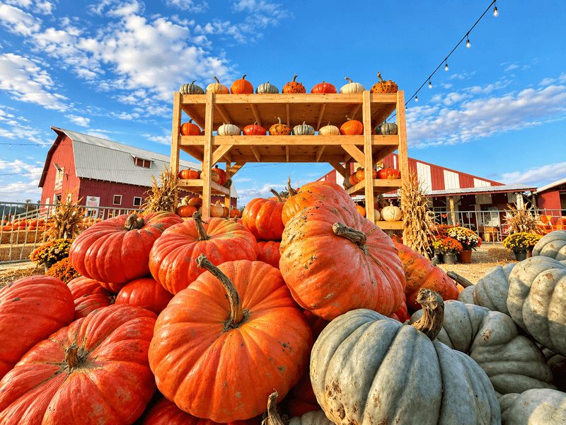 The Pumpkin Patch on Sauvie Island, Portland's original, Portland, OR