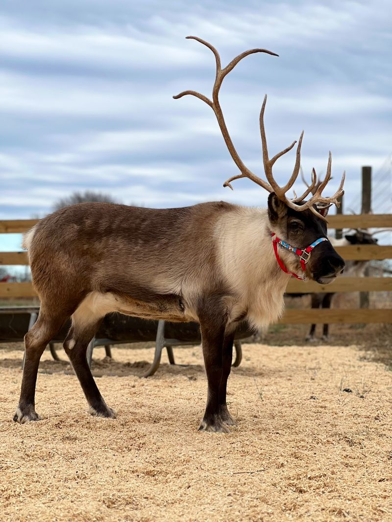 The Reindeer Farm The Reindeer Farm