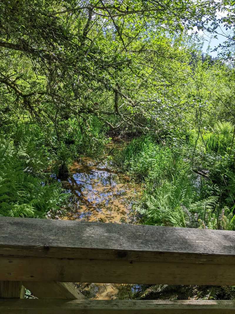 The Shady Lagoon Road Trailhead