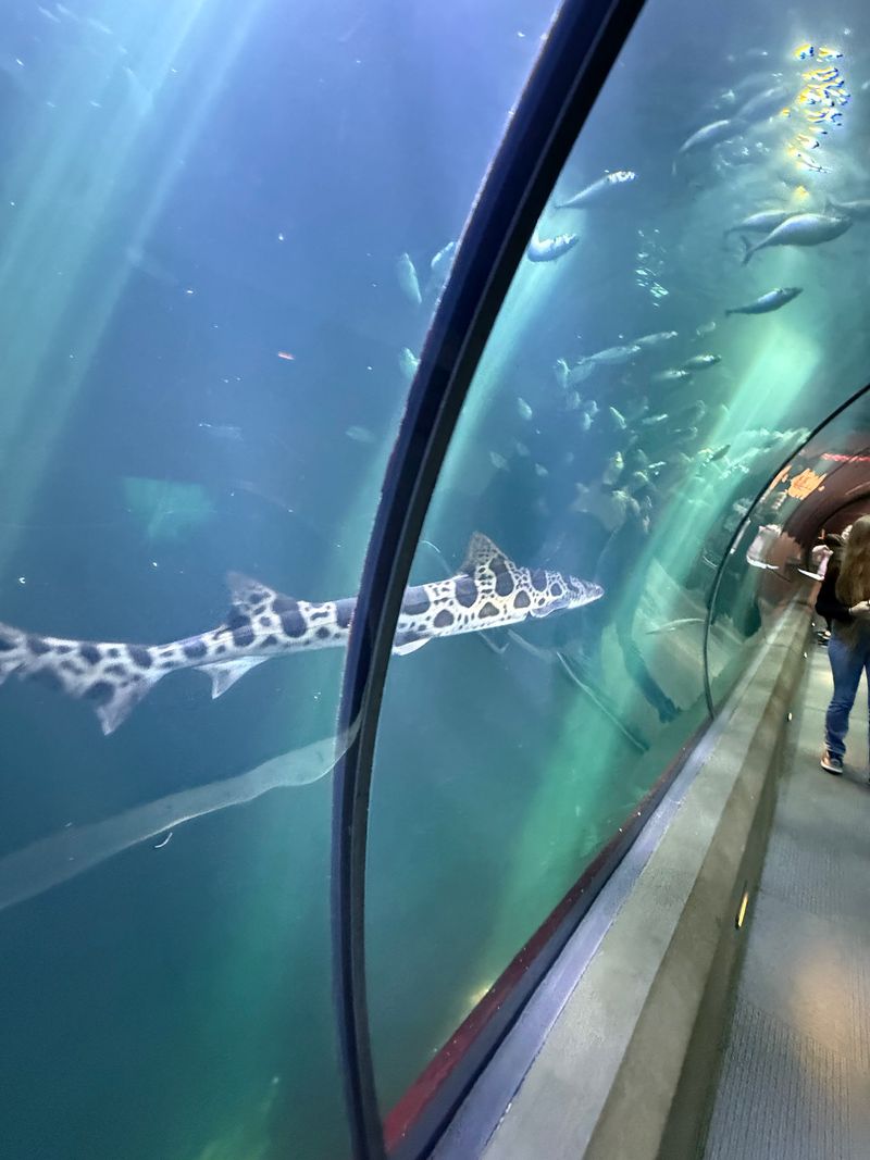 The Shark Tunnel, Above and Below The Shark Tunnel, Above and Below