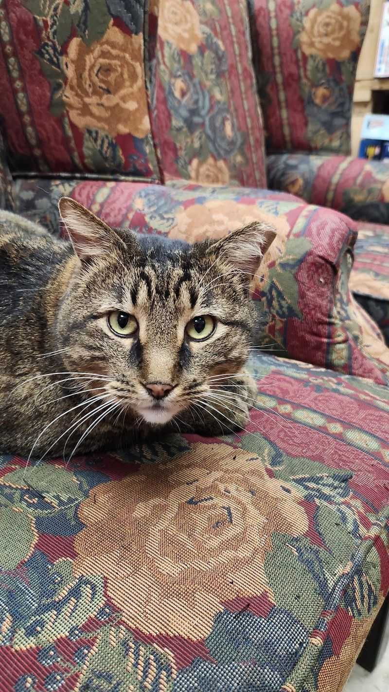 The Shop Cat Greeting Committee The Shop Cat Greeting Committee
