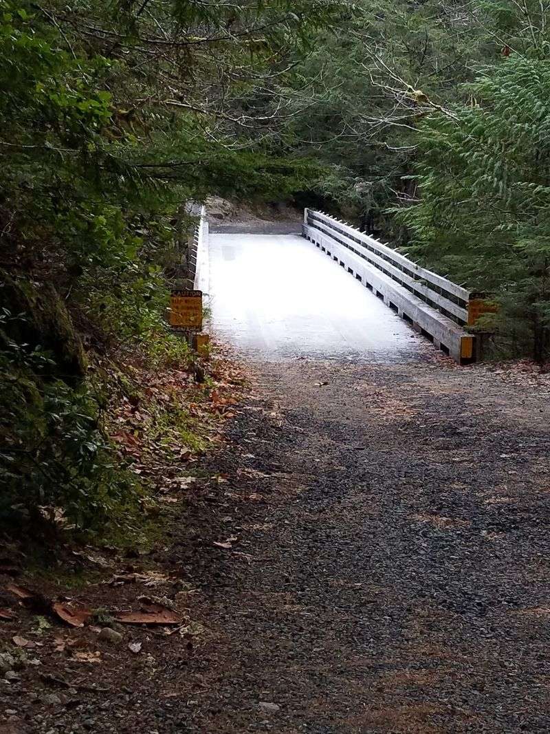 The Trail Through the Woods