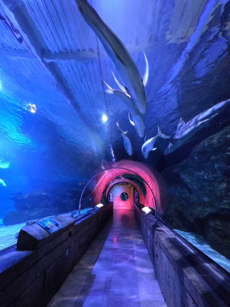 The Tunnel Where Sharks Steal The Spotlight