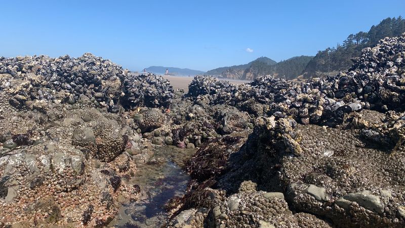 Tide Pools, Beachcombing and Little Treasures