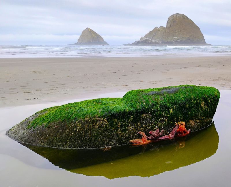 Tide Pools, Sea Stacks, and Seabirds Tide Pools, Sea Stacks, and Seabirds