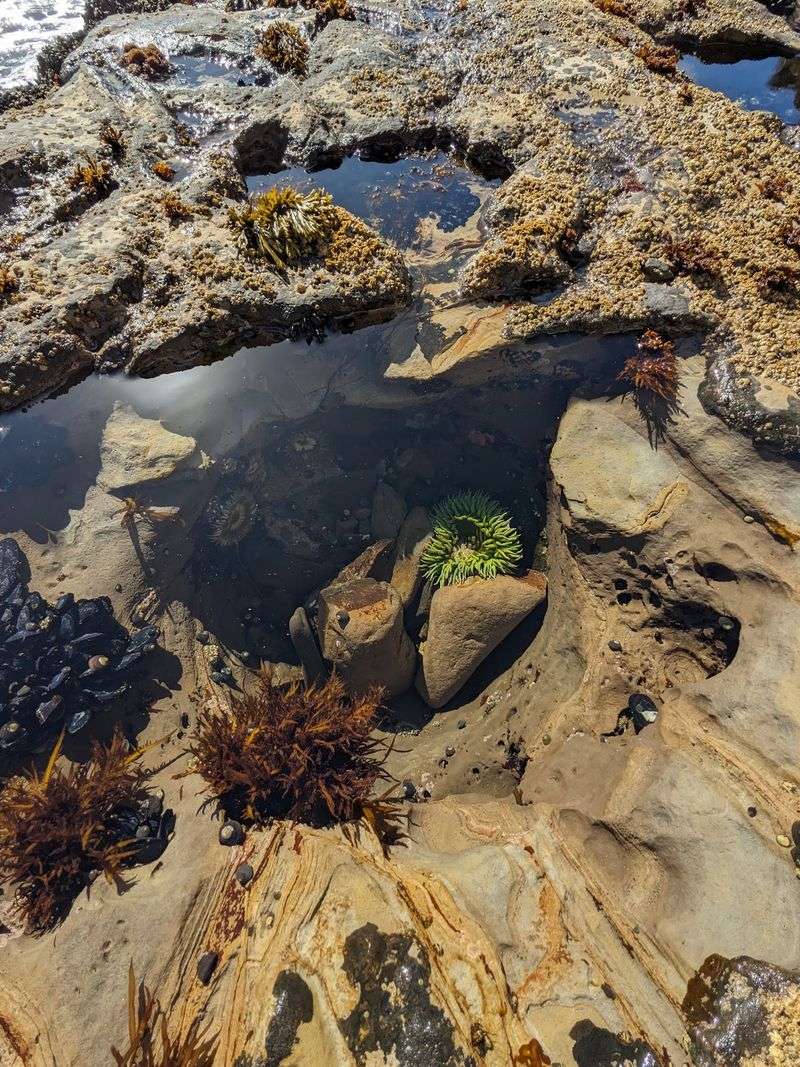 Tide Pools at Low Tide
