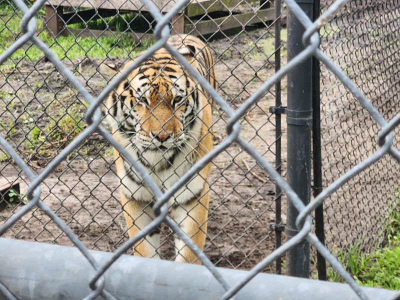Tigers Close Enough to Hear Them Chuff Tigers Close Enough to Hear Them Chuff
