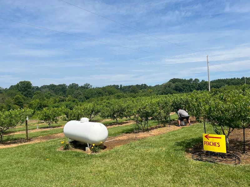 Timing Your Trip Around Peach Season